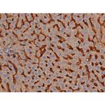 Phospho-Tau (Ser739) Antibody in Immunohistochemistry (Paraffin) (IHC (P))