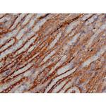 Phospho-Tau (Ser739) Antibody in Immunohistochemistry (Paraffin) (IHC (P))