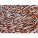 Phospho-Tau (Ser739) Antibody in Immunohistochemistry (Paraffin) (IHC (P))