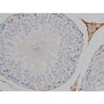 Phospho-Tau (Ser739) Antibody in Immunohistochemistry (Paraffin) (IHC (P))