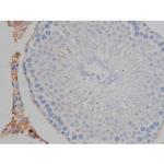 Phospho-Tau (Ser739) Antibody in Immunohistochemistry (Paraffin) (IHC (P))