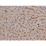 Phospho-Tau (Ser739) Antibody in Immunohistochemistry (Paraffin) (IHC (P))