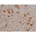 Phospho-Tau (Ser739) Antibody in Immunohistochemistry (Paraffin) (IHC (P))