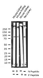 Phospho-Tau (Ser739) Antibody in Western Blot (WB)