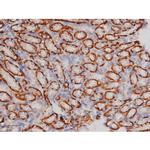 Phospho-Tau (Thr498) Antibody in Immunohistochemistry (Paraffin) (IHC (P))