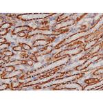 Phospho-Tau (Thr498) Antibody in Immunohistochemistry (Paraffin) (IHC (P))