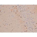 Phospho-Tau (Thr498) Antibody in Immunohistochemistry (Paraffin) (IHC (P))