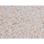 Phospho-Tau (Thr498) Antibody in Immunohistochemistry (Paraffin) (IHC (P))