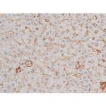 Phospho-Tau (Thr498) Antibody in Immunohistochemistry (Paraffin) (IHC (P))