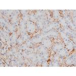 Phospho-Tau (Thr498) Antibody in Immunohistochemistry (Paraffin) (IHC (P))