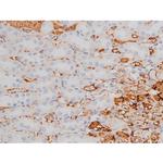 Phospho-Tau (Thr498) Antibody in Immunohistochemistry (Paraffin) (IHC (P))