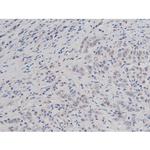 Phospho-Tau (Thr498) Antibody in Immunohistochemistry (Paraffin) (IHC (P))