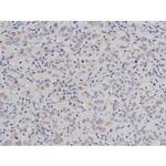 Phospho-Tau (Thr498) Antibody in Immunohistochemistry (Paraffin) (IHC (P))