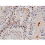 Phospho-Tau (Thr498) Antibody in Immunohistochemistry (Paraffin) (IHC (P))