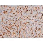 Phospho-Tau (Thr498) Antibody in Immunohistochemistry (Paraffin) (IHC (P))