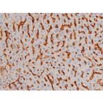 Phospho-Tau (Thr498) Antibody in Immunohistochemistry (Paraffin) (IHC (P))