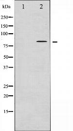 Phospho-Tau (Thr498) Antibody in Western Blot (WB)