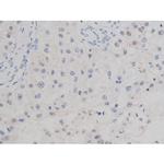 Phospho-Tau (Thr522) Antibody in Immunohistochemistry (Paraffin) (IHC (P))