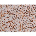 Phospho-Tau (Thr522) Antibody in Immunohistochemistry (Paraffin) (IHC (P))