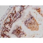 Phospho-Tau (Thr522) Antibody in Immunohistochemistry (Paraffin) (IHC (P))