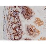 Phospho-Tau (Thr522) Antibody in Immunohistochemistry (Paraffin) (IHC (P))