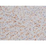 Phospho-Tau (Thr522) Antibody in Immunohistochemistry (Paraffin) (IHC (P))