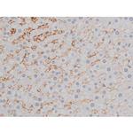 Phospho-Tau (Thr522) Antibody in Immunohistochemistry (Paraffin) (IHC (P))