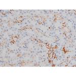 Phospho-Tau (Thr522) Antibody in Immunohistochemistry (Paraffin) (IHC (P))