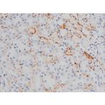 Phospho-Tau (Thr522) Antibody in Immunohistochemistry (Paraffin) (IHC (P))