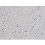 Phospho-Tau (Thr522) Antibody in Immunohistochemistry (Paraffin) (IHC (P))