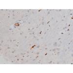 Phospho-Tau (Thr522) Antibody in Immunohistochemistry (Paraffin) (IHC (P))