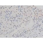 Phospho-Tau (Thr522) Antibody in Immunohistochemistry (Paraffin) (IHC (P))