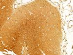 Phospho-Tau (Thr522) Antibody in Immunohistochemistry (Paraffin) (IHC (P))