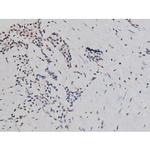 Phospho-Tau (Thr522) Antibody in Immunohistochemistry (Paraffin) (IHC (P))