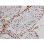 Phospho-Tau (Thr522) Antibody in Immunohistochemistry (Paraffin) (IHC (P))