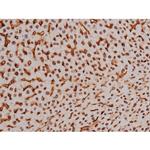 Phospho-Tau (Thr522) Antibody in Immunohistochemistry (Paraffin) (IHC (P))