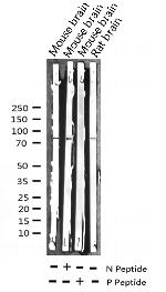 Phospho-Tau (Thr522) Antibody in Western Blot (WB)