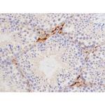 Phospho-Tau (Thr529) Antibody in Immunohistochemistry (Paraffin) (IHC (P))