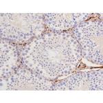 Phospho-Tau (Thr529) Antibody in Immunohistochemistry (Paraffin) (IHC (P))