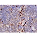 Phospho-Tau (Thr529) Antibody in Immunohistochemistry (Paraffin) (IHC (P))