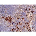 Phospho-Tau (Thr529) Antibody in Immunohistochemistry (Paraffin) (IHC (P))