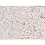 Phospho-Tau (Thr529) Antibody in Immunohistochemistry (Paraffin) (IHC (P))