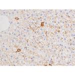 Phospho-Tau (Thr529) Antibody in Immunohistochemistry (Paraffin) (IHC (P))