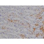 Phospho-Tau (Thr529) Antibody in Immunohistochemistry (Paraffin) (IHC (P))