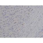 Phospho-Tau (Thr529) Antibody in Immunohistochemistry (Paraffin) (IHC (P))