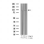 Phospho-Tau (Thr529) Antibody in Western Blot (WB)