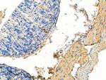 Phospho-WNK4 (Ser575) Antibody in Immunohistochemistry (Paraffin) (IHC (P))