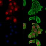 Phospho-ZEB2 (Ser784) Antibody in Immunocytochemistry (ICC/IF)