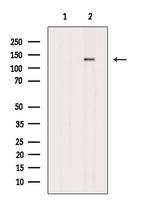 Phospho-ZEB2 (Ser784) Antibody in Western Blot (WB)