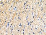 Phospho-SLC39A7 (Ser275, Ser276) Antibody in Immunohistochemistry (Paraffin) (IHC (P))